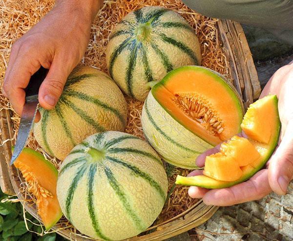 Melone Cantalupo Intero da circa 1,5 kg - frutta e verdura di stagione - horecahub.myshopify.com