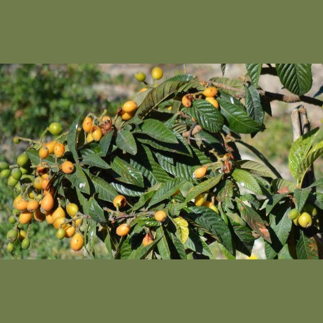 Nespole Fresche cestino da 500 gr. - frutta e verdura di stagione - horecahub.myshopify.com