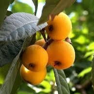 Nespole Fresche cestino da 500 gr. - frutta e verdura di stagione - horecahub.myshopify.com