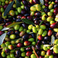 Olio di Oliva 100% Italiano Biologico da Molitura a Freddo - Olio - horecahub.myshopify.com