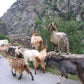 Formaggio Caprino di Calabria - Formaggeria - horecahub.myshopify.com