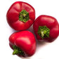 Peperoni Tondi - frutta e verdura di stagione - horecahub.myshopify.com