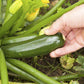 Zucchine Lunghe Calabresi - frutta e verdura di stagione - horecahub.myshopify.com