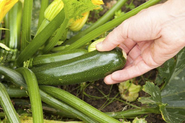 Zucchine Lunghe Calabresi - frutta e verdura di stagione - horecahub.myshopify.com