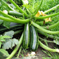 Zucchine Lunghe Calabresi - frutta e verdura di stagione - horecahub.myshopify.com