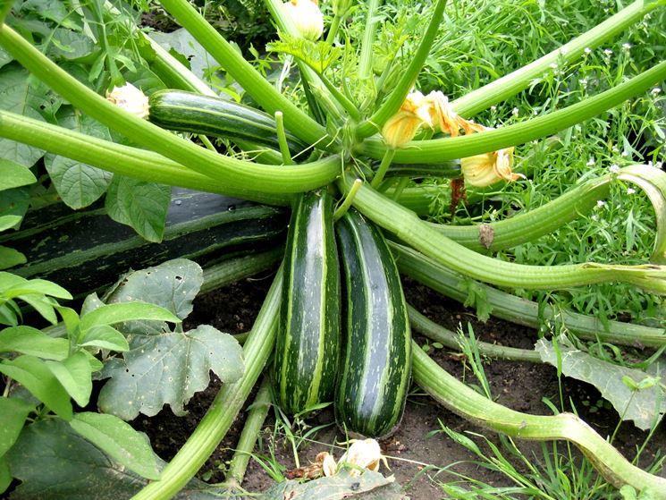 Zucchine Lunghe Calabresi - frutta e verdura di stagione - horecahub.myshopify.com