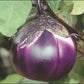 Melanzane Tonde Viola - frutta e verdura di stagione - horecahub.myshopify.com