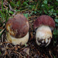 Funghi Freschi - Porcino di Bosco  Boletus Edulis - frutta e verdura di stagione - horecahub.myshopify.com