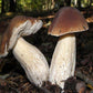 Funghi Freschi - Porcino di Bosco  Boletus Edulis - frutta e verdura di stagione - horecahub.myshopify.com