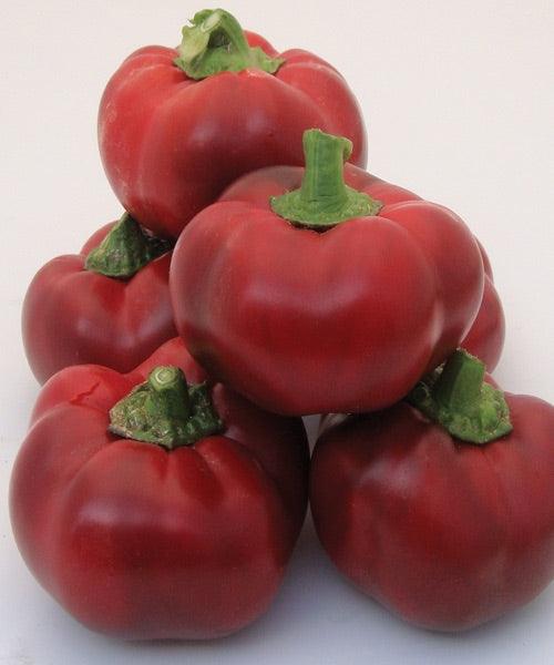 Peperoni Tondi - frutta e verdura di stagione - horecahub.myshopify.com