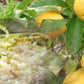 Riso di Sibari al Bergamotto di Calabria 250 gr. - Prodotti da forno - horecahub.myshopify.com