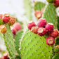 Fichi d'india di Sicilia - Freschi - frutta e verdura di stagione - horecahub.myshopify.com