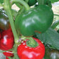Peperoni Tondi - frutta e verdura di stagione - horecahub.myshopify.com