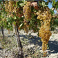 Vino Passito Bianco - Greco di Bianco Passito DOC 50 cl. - Vini e liquori - horecahub.myshopify.com